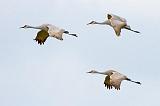 Sandhill Cranes In Flight_35181
